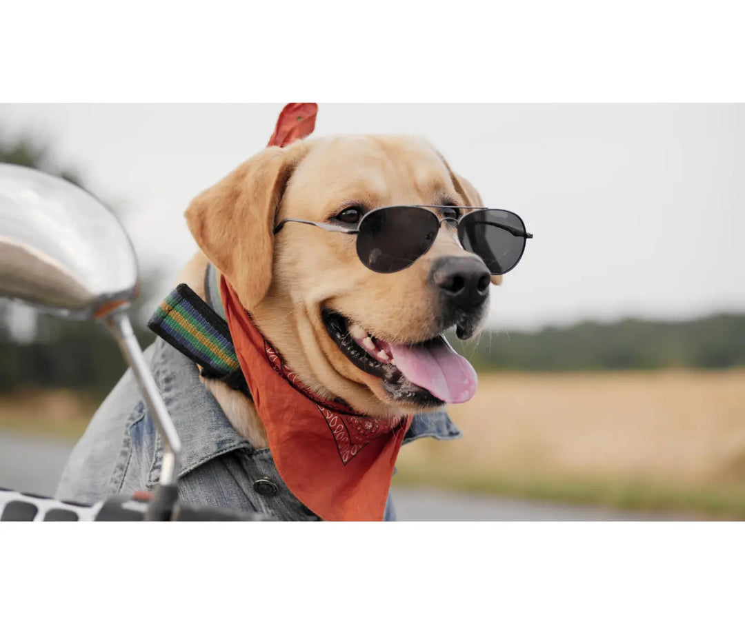 Choosing Sunglasses for Different Face Shapes FuzWeb